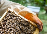Reines fécondées et Cellules royales Carnica AB 2023