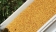 Pollen AB frais ou sec