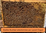 Reines Buckfast sélectionées par Laurent Dugué