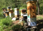 Vends colonies d'abeilles sur cadres Warré et Dadant