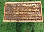 Essaim d abeille Buckfast - génétique Antoine Dugué