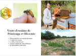 Essaims printemps Langstroth et Dadant