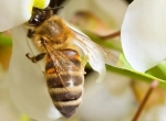 Miel d'acacia 