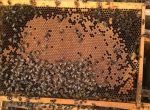 Essaims abeilles 5 cadres frère Adam F1
