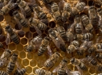 Essaims abeilles noires sur 3 cadres