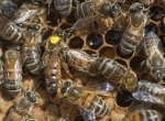 essaims abeilles Buckfast sur 3 cadres