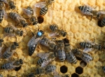 Essaims abeilles caucasiennes sur 3 cadres