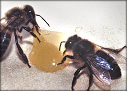 battle 1