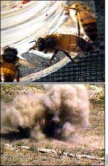 cnn bees mine