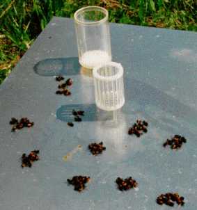 detection varroa 4