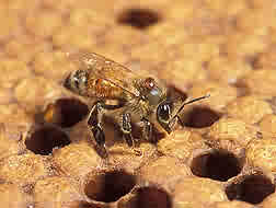 fungus attacks varroa
