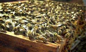 gmo killing bees