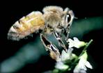 mapping bee flight