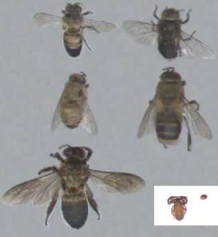nepal beecomp