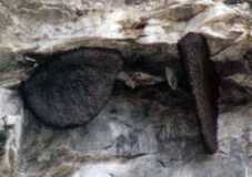 nestccl