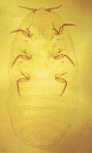portrait insect 2