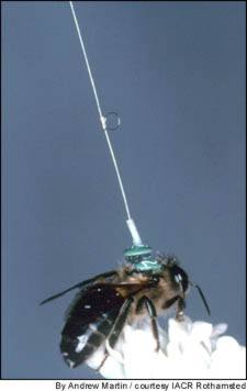 radar honeybee 1