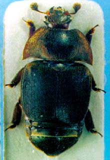 small hive beetle 1