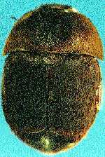 small_hive_beetle_3.jpg (10487 octets)
