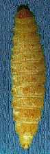 small_hive_beetle_4.jpg (3677 octets)