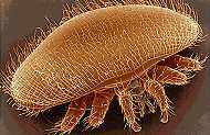 varroa1
