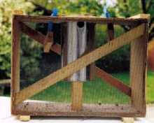 abeilles australiennes 2