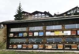 abeilles hiver 1