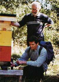 abeilles noires 1