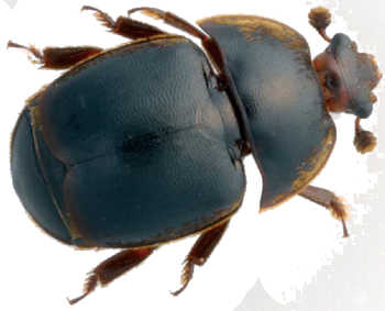 aethina tumida 1
