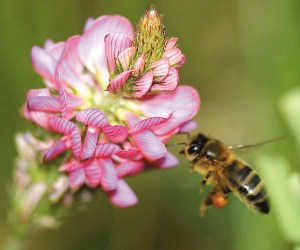 allergies venin 1