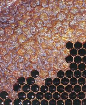 analyse pollen2