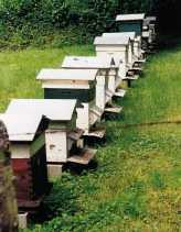 apiculteur 4