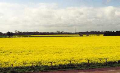 colza