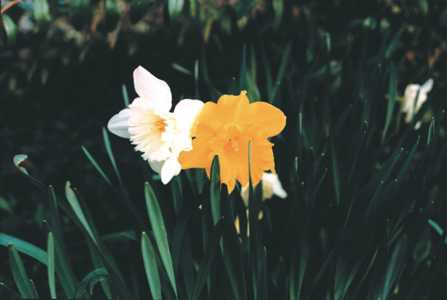 fleurs mars 10