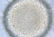 imagerie pollen 1