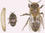 importations_abeilles_3.jpg (4405 octets)