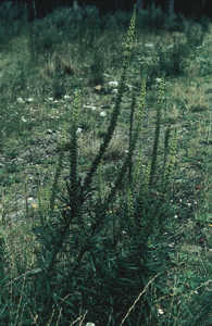 mauvaises herbes 3