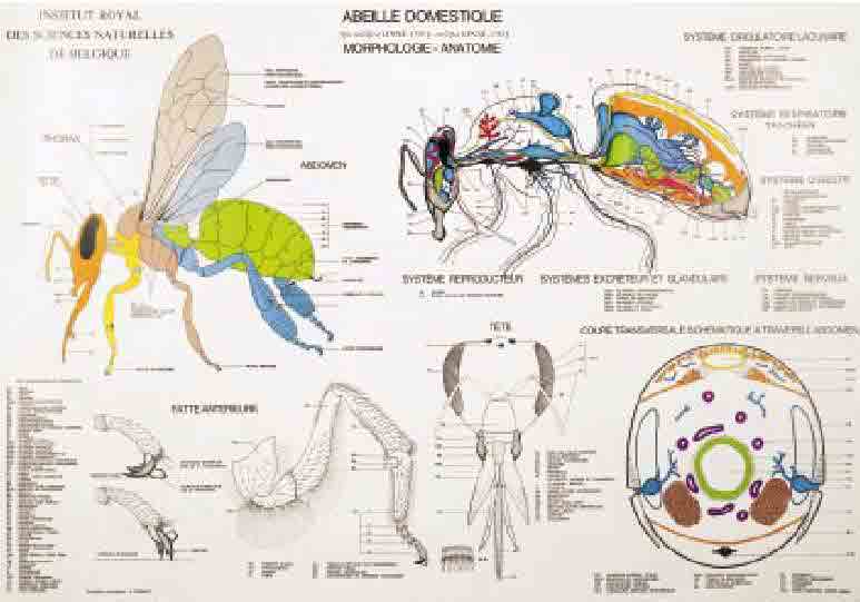 morphologie