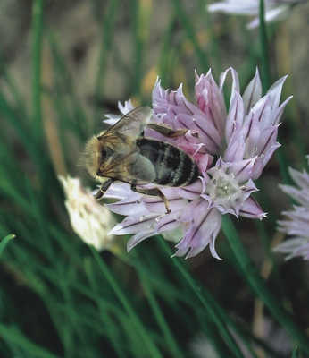 nectar miellat 1