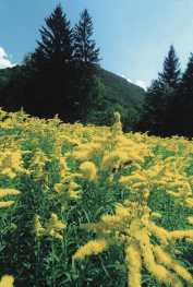 parfun automne 1