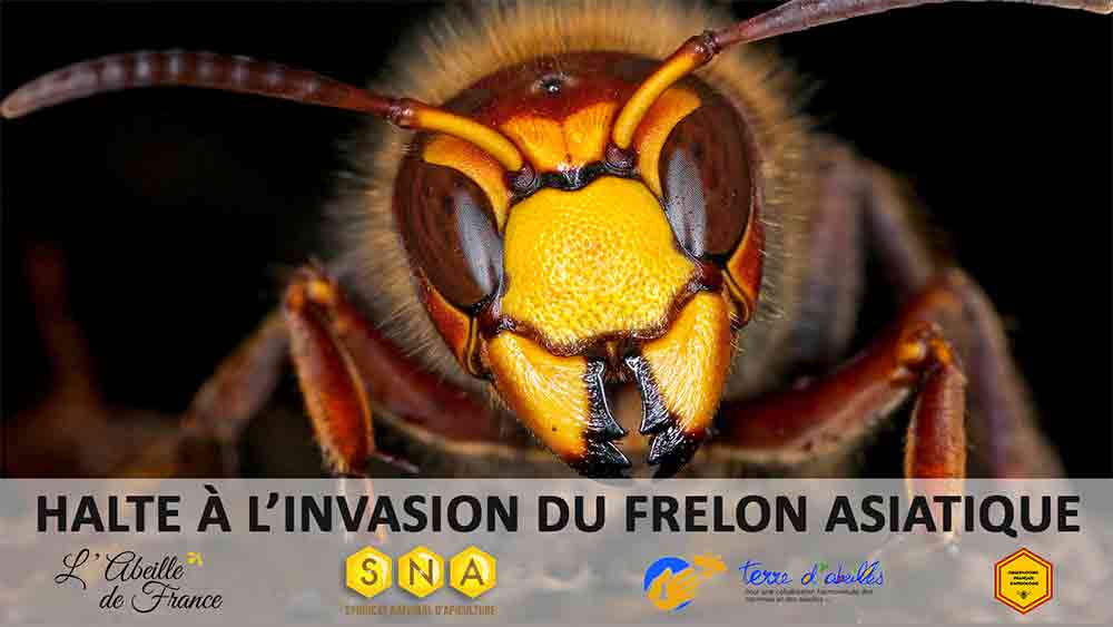 petition frelon asiatique