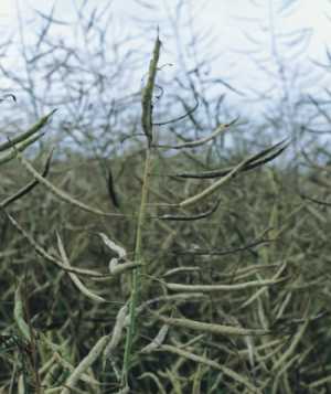 plantes trans 1
