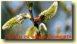 pollen oligo