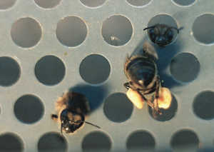 recolte pollen 1