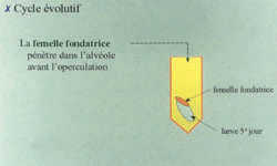 surveiller 7