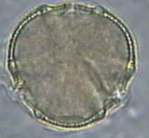 terre 3