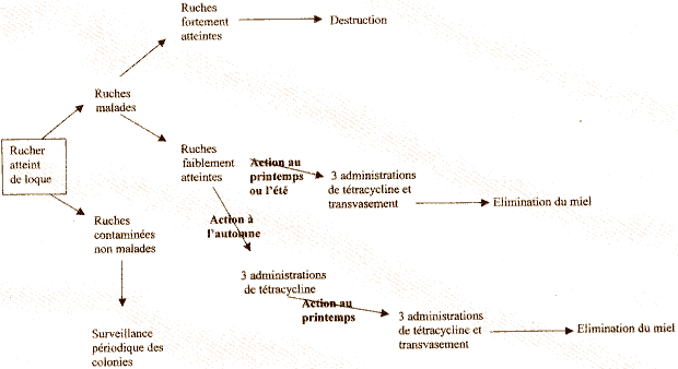 traitement loques