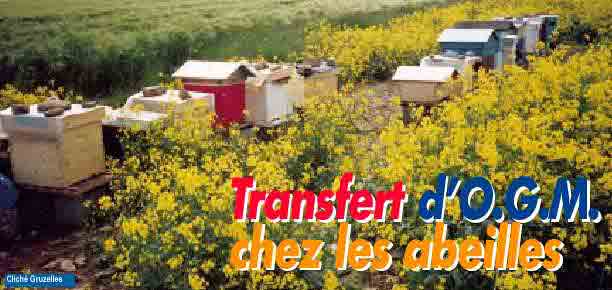 transfert ogm