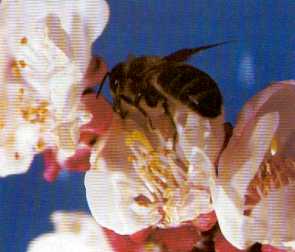 visions abeilles 2