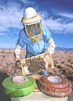 abeilles demineuses
